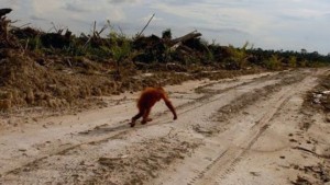 Palm oil causes Orangutan habitat loss