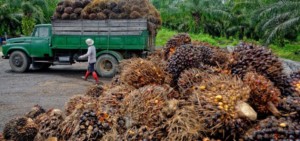 Palm oil being harvested